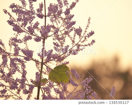 Mayflowers in full bloom, illuminated by the twilight. Mayflowers in full bloom, illuminated by the twilight. 138530127