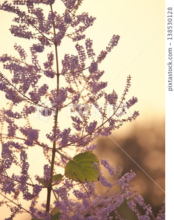 Mayflowers in full bloom, illuminated by the twilight. Mayflowers in full bloom, illuminated by the twilight. 138530128