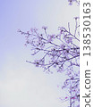 A soft spring sky and cherry blossoms in the background. 138530163
