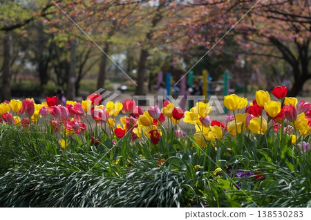 Tulips at Yono Park Tulips at Yono Park 138530283