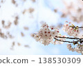 吉野櫻花樹和藍天 138530309