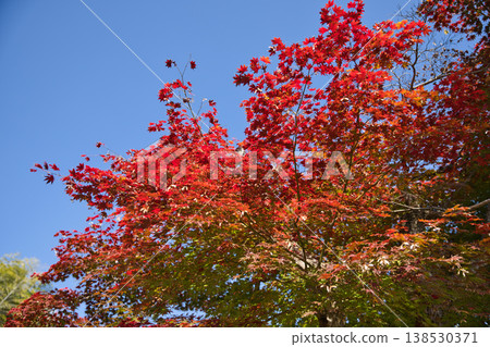 Ogurayama Nison-in Temple: A clear blue sky and a gradient of fiery autumn leaves (2) Ogurayama Nison-in Temple: A clear blue sky and a gradient of fiery autumn leaves (2) 138530371