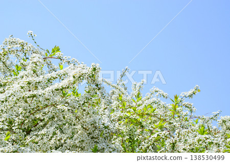 Spiraea flowers stand out against the blue sky. Spiraea flowers stand out against the blue sky. 138530499