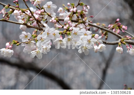 Cherry blossoms just before full bloom 138530628