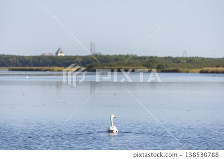 Swans gracefully swimming in the lake: A scene of winter arriving in Hokkaido. Nature, tourism, image. Swans gracefully swimming in the lake: A scene of winter arriving in Hokkaido. Nature, tourism, image. 138530788