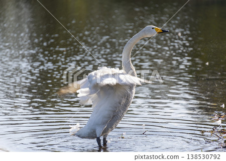翱翔的大天鵝：水花四濺，翅膀在逆光下閃閃發光，構成了一幅動感十足的畫面。 138530792