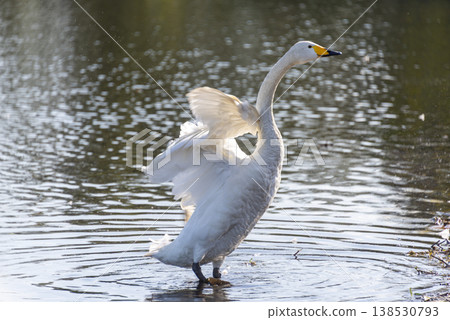 The beautiful flapping wings of a swan, translucent in the backlight; a swan and a waterside landscape shining in transmitted light. The beautiful flapping wings of a swan, translucent in the backlight; a swan and a waterside landscape shining in transmitted light. 138530793