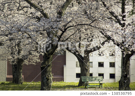 A row of cherry trees in full bloom and park benches – an urban oasis, a place of relaxation, a spring scene. A row of cherry trees in full bloom and park benches – an urban oasis, a place of relaxation, a spring scene. 138530795