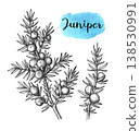 Juniper berries and needles. Hand-drawn ink sketch 138530991