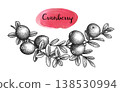 Ink sketch of a cranberry sprig. 138530994