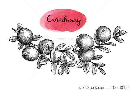 Ink sketch of a cranberry sprig. 138530994