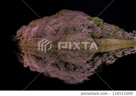 Cherry blossoms at night 138531000