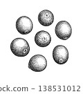 Cranberries. Hand-drawn engraving illustration. 138531012
