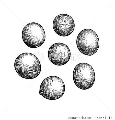 Cranberries. Hand-drawn engraving illustration. Cranberries. Hand-drawn engraving illustration. 138531012