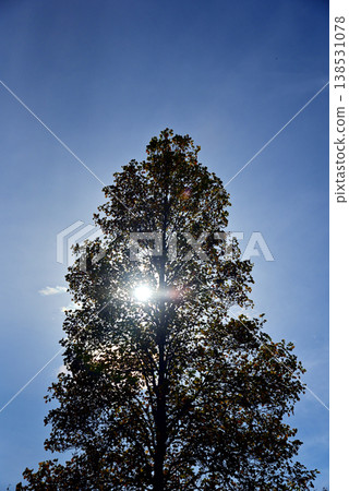 The sun shining through the large trees The sun shining through the large trees 138531078