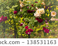Vintage-style photos of old roses blooming in the garden 138531163