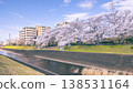 A photo of the cherry blossom trees along the Kodagawa River promenade in Tama City and the surrounding residential area. 138531164