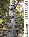 A photograph of the mushroom *Carabus nigricans* growing on a tree in the forest. 138531165