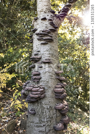 A photograph of the mushroom *Carabus nigricans* growing on a tree in the forest. 138531165