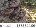 Close-up photo of the fungus *Carabus nigricans* growing on a tree in the forest. 138531166