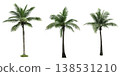 Coconut tree isolated on white background used for advertising decorative architecture. Summer and paradise beach concept. Tropical coconut tree isolated. Palm tree with green leaves in summer. Coconut tree isolated on white background used for advertising decorative architecture. Summer and paradise beach concept. Tropical coconut tree isolated. Palm tree with green leaves in summer. 138531210