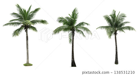 Coconut tree isolated on white background used for advertising decorative architecture. Summer and paradise beach concept. Tropical coconut tree isolated. Palm tree with green leaves in summer. Coconut tree isolated on white background used for advertising decorative architecture. Summer and paradise beach concept. Tropical coconut tree isolated. Palm tree with green leaves in summer. 138531210