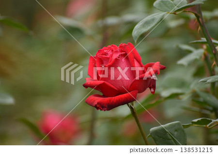 Bright red autumn roses Bright red autumn roses 138531215