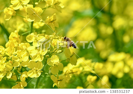 在油菜籽的蜂 138531237