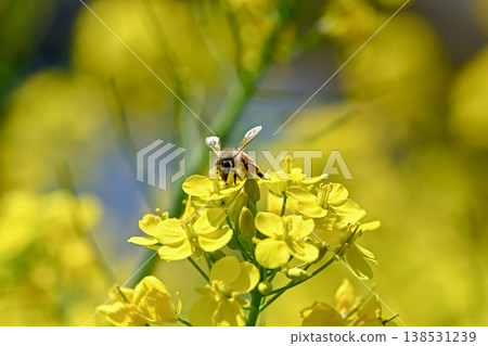 Bee on a rapeseed 138531239