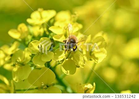 Bee on a rapeseed 138531242