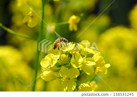 Bee on a rapeseed Bee on a rapeseed 138531245