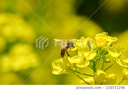 Bee on a rapeseed Bee on a rapeseed 138531246