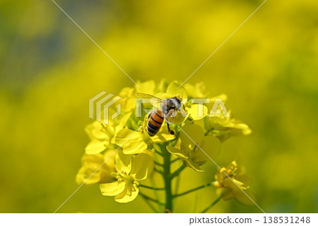 Bee on a rapeseed Bee on a rapeseed 138531248