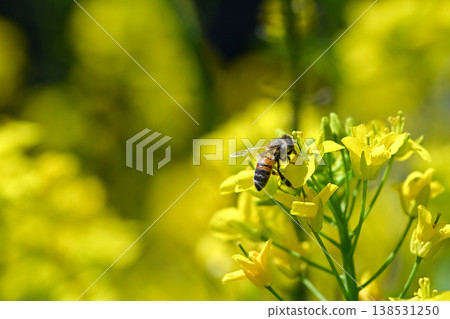 Bee on a rapeseed Bee on a rapeseed 138531250