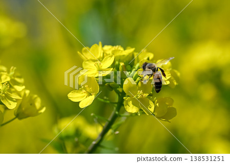 Bee on a rapeseed 138531251