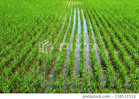 Agricultural image: Rice paddy after planting. Agricultural image: Rice paddy after planting. 138531518