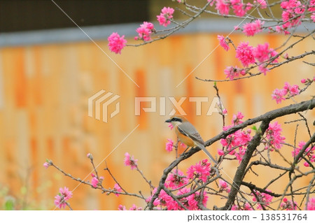 A male shrike perched on a chrysanthemum peach tree. 138531764