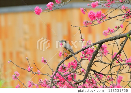 A male shrike perched on a chrysanthemum peach tree. A male shrike perched on a chrysanthemum peach tree. 138531766