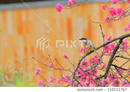 A male shrike perched on a chrysanthemum peach tree. 138531767