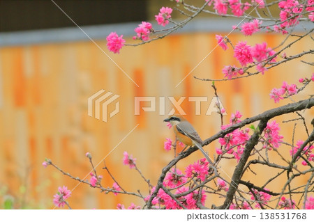 A male shrike perched on a chrysanthemum peach tree. A male shrike perched on a chrysanthemum peach tree. 138531768