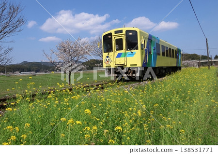 Heisei Chikuhō Railway diesel train and rapeseed flowers & cherry blossoms 138531771