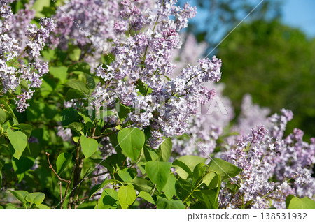 beautiful blossoming lilac at sunny spring day beautiful blossoming lilac at sunny spring day 138531932