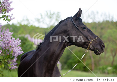 portrait of beautiful Thoroughbred black stallion posing nearly blossom lilac at spring evening portrait of beautiful Thoroughbred black stallion posing nearly blossom lilac at spring evening 138531933