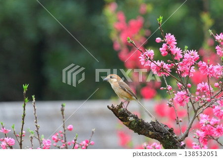 一隻雌性伯勞棲息在一棵菊桃樹上。 138532051