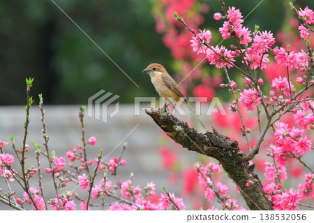 A female shrike perched on a chrysanthemum peach tree. A female shrike perched on a chrysanthemum peach tree. 138532056