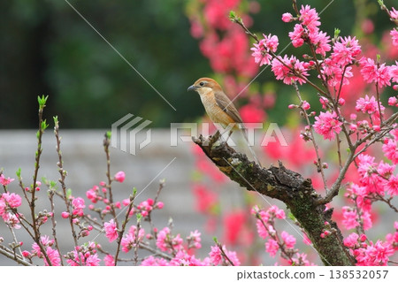 A female shrike perched on a chrysanthemum peach tree. A female shrike perched on a chrysanthemum peach tree. 138532057