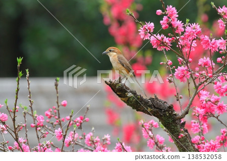 A female shrike perched on a chrysanthemum peach tree. 138532058