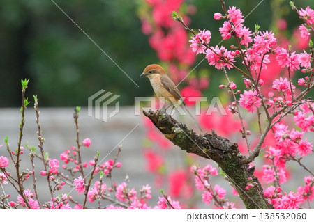 A female shrike perched on a chrysanthemum peach tree. A female shrike perched on a chrysanthemum peach tree. 138532060