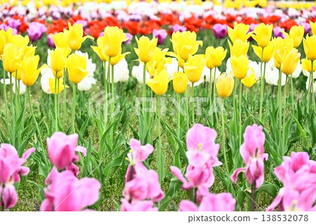 Colorful tulip field 138532078
