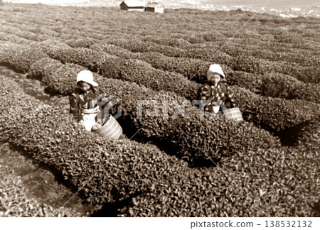 1957年的老照片，靜岡縣牧之原高原的採茶場景 138532132